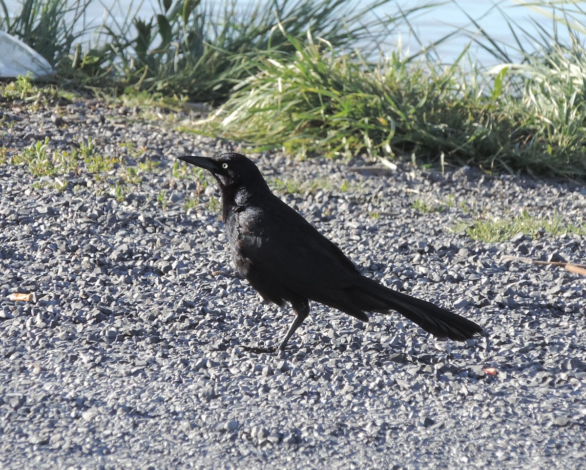 Great-tailed Grackle - Sylvia Maulding