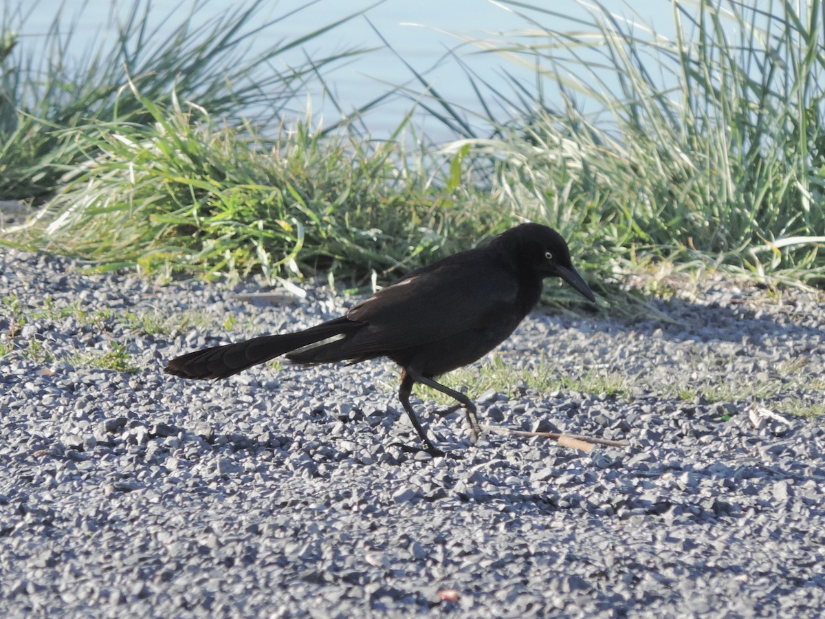 Great-tailed Grackle - Sylvia Maulding