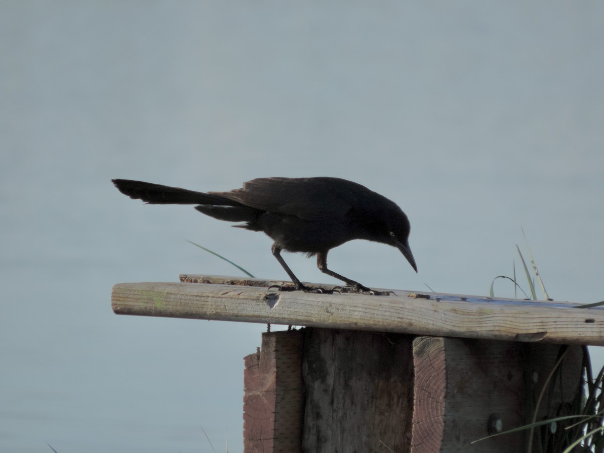 Great-tailed Grackle - Sylvia Maulding