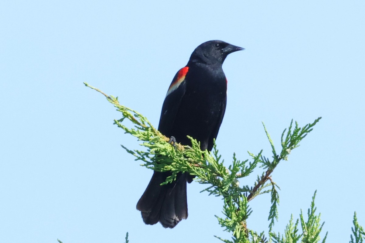 Red-winged Blackbird - David Wilson