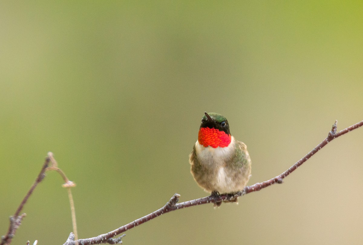 Ruby-throated Hummingbird - ML619655929