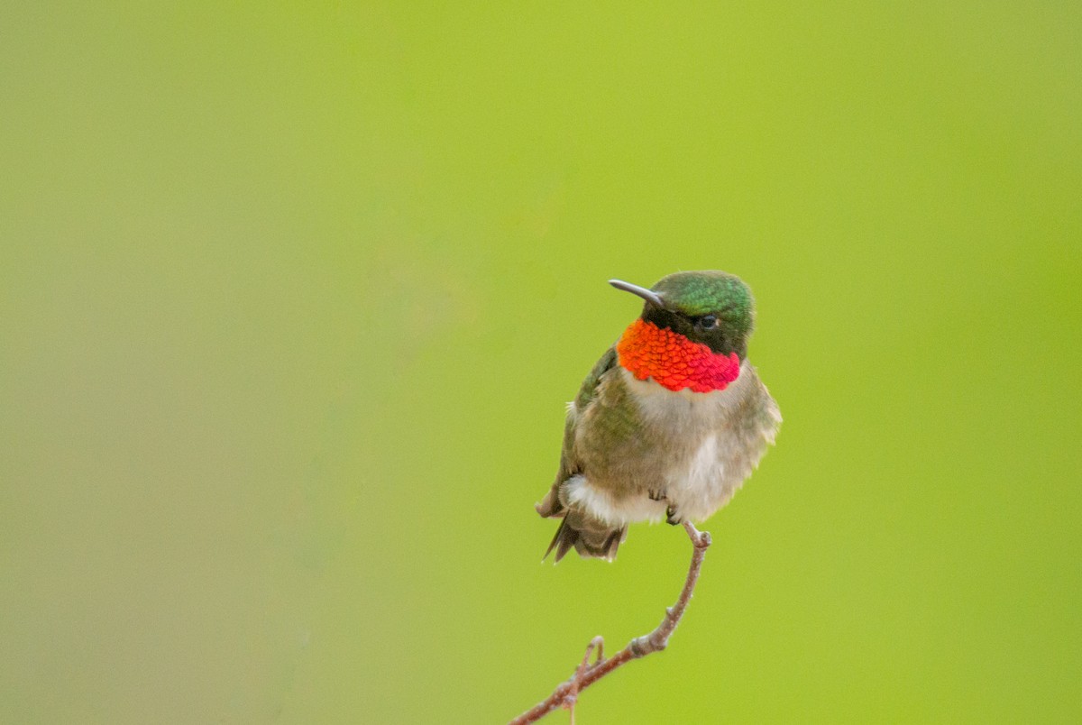 Ruby-throated Hummingbird - ML619655930