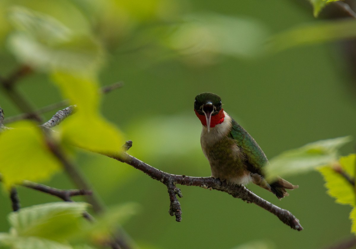 Ruby-throated Hummingbird - ML619655931