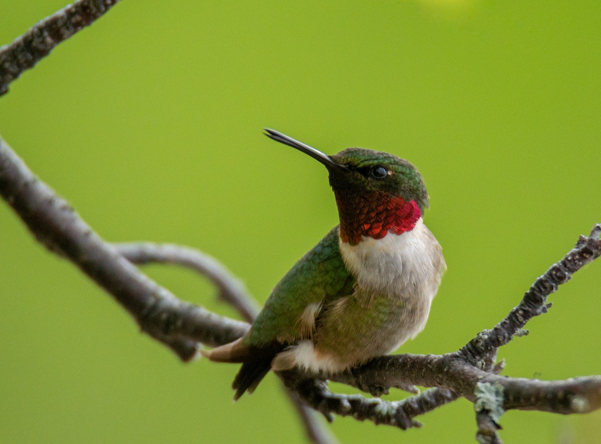 Ruby-throated Hummingbird - ML619655932