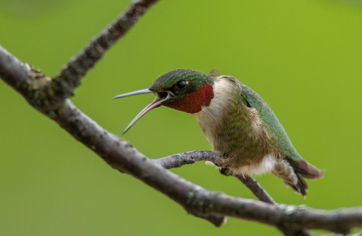 Ruby-throated Hummingbird - Laurent Bédard