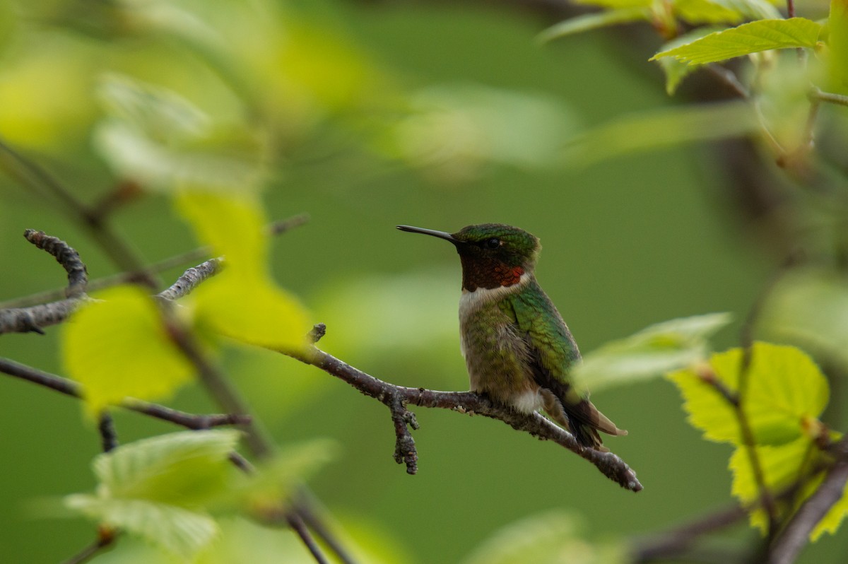 Ruby-throated Hummingbird - Laurent Bédard