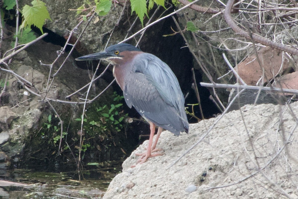 Green Heron - Jerry Horak