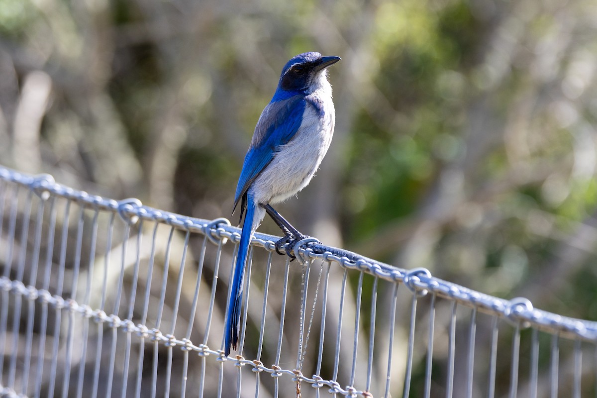 California Scrub-Jay - Anna Klafter