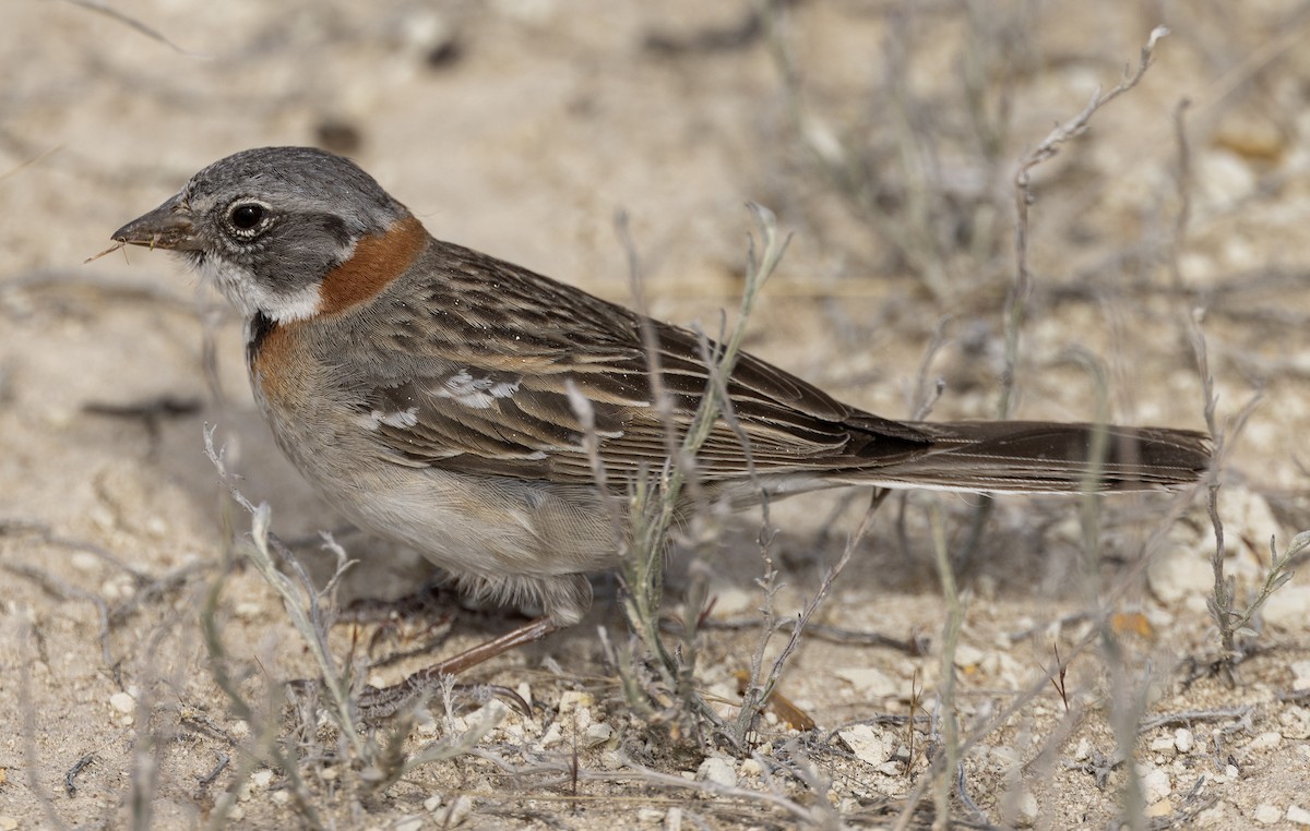 Rufous-collared Sparrow - Peter Kondrashov