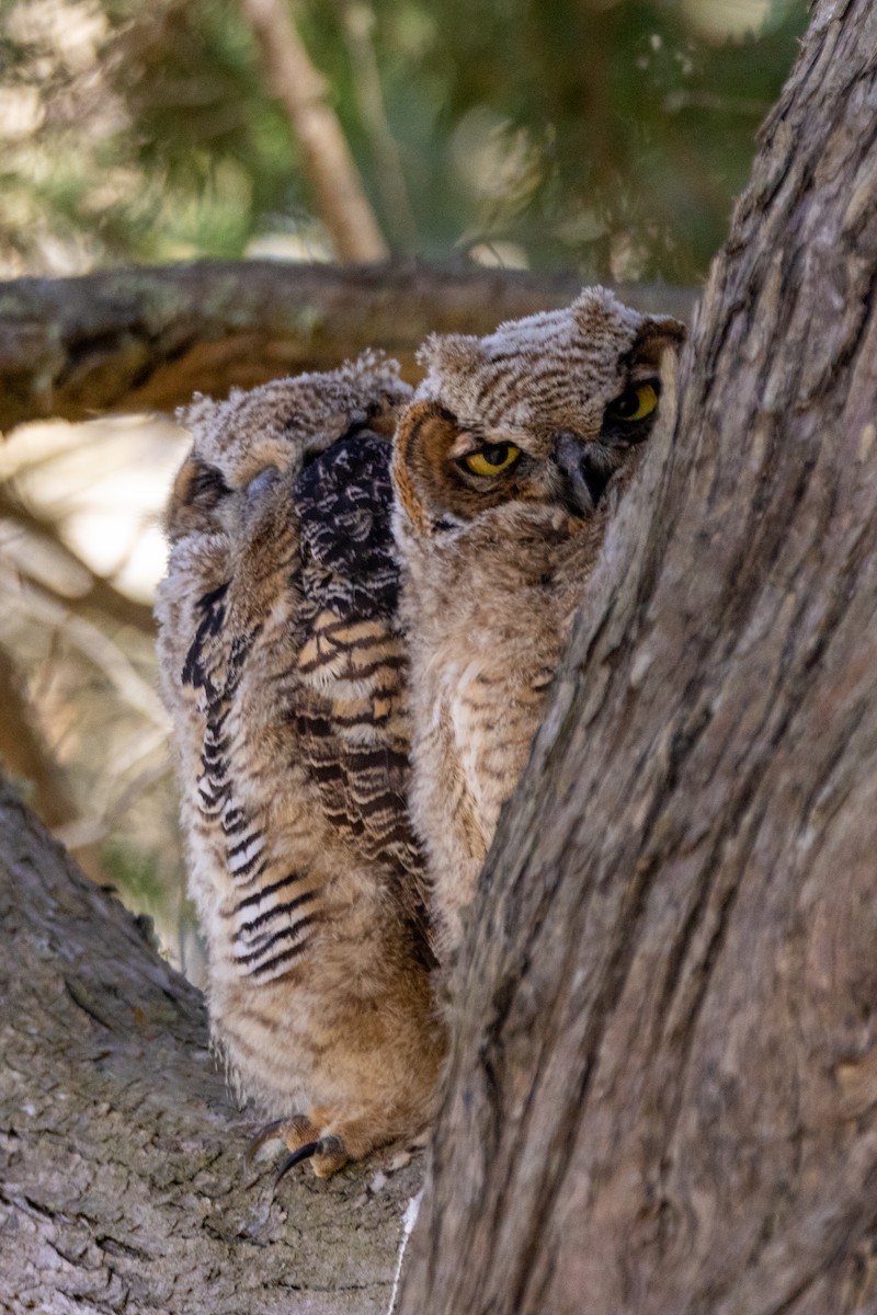 Great Horned Owl - Anna Klafter