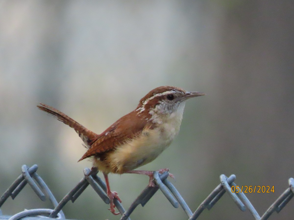 Carolina Wren - Susan Leake