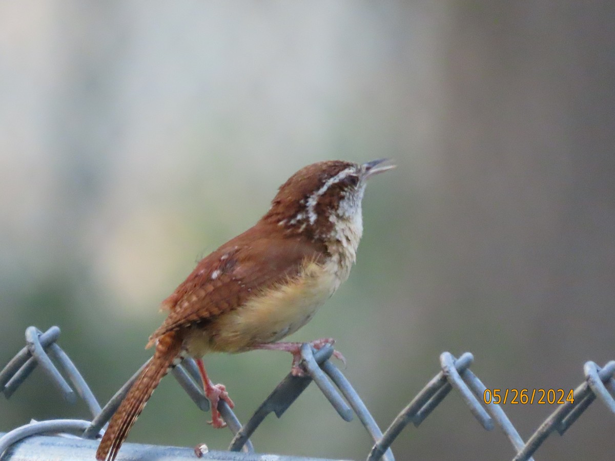 Carolina Wren - Susan Leake