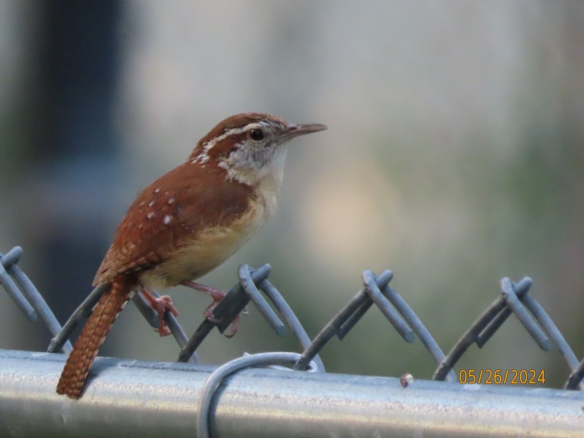 Carolina Wren - Susan Leake