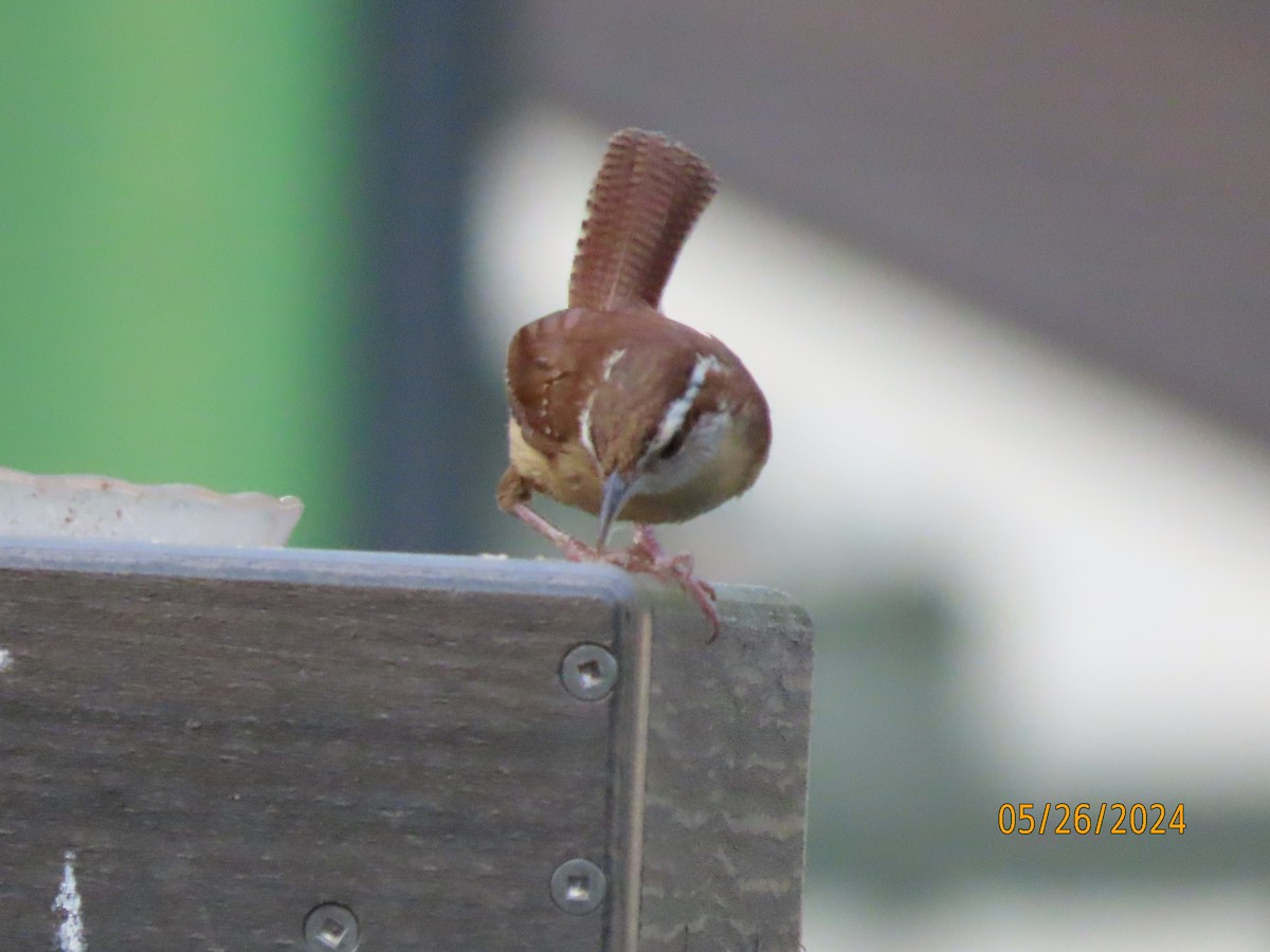 Carolina Wren - Susan Leake