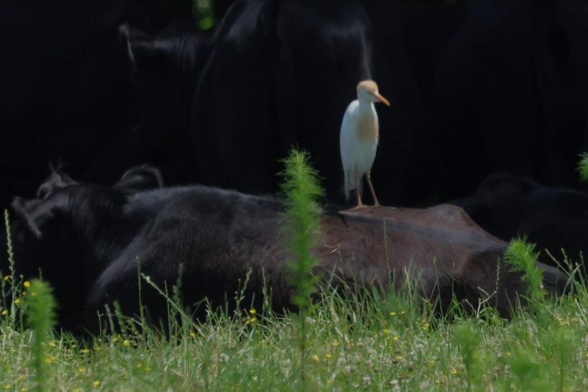 Western Cattle Egret - David Wilson