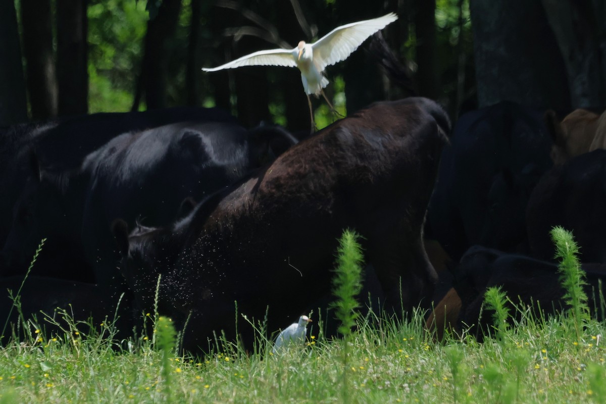 Western Cattle Egret - David Wilson