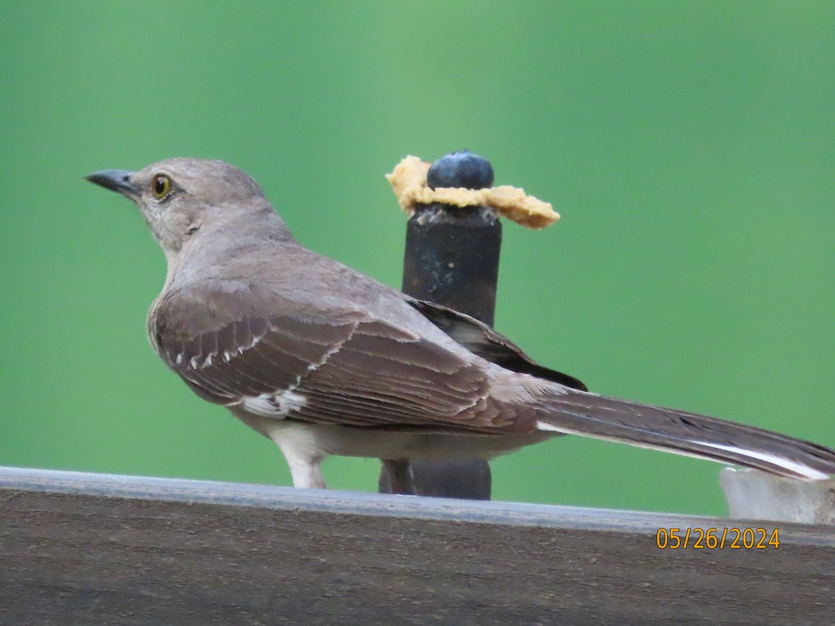 Northern Mockingbird - Susan Leake