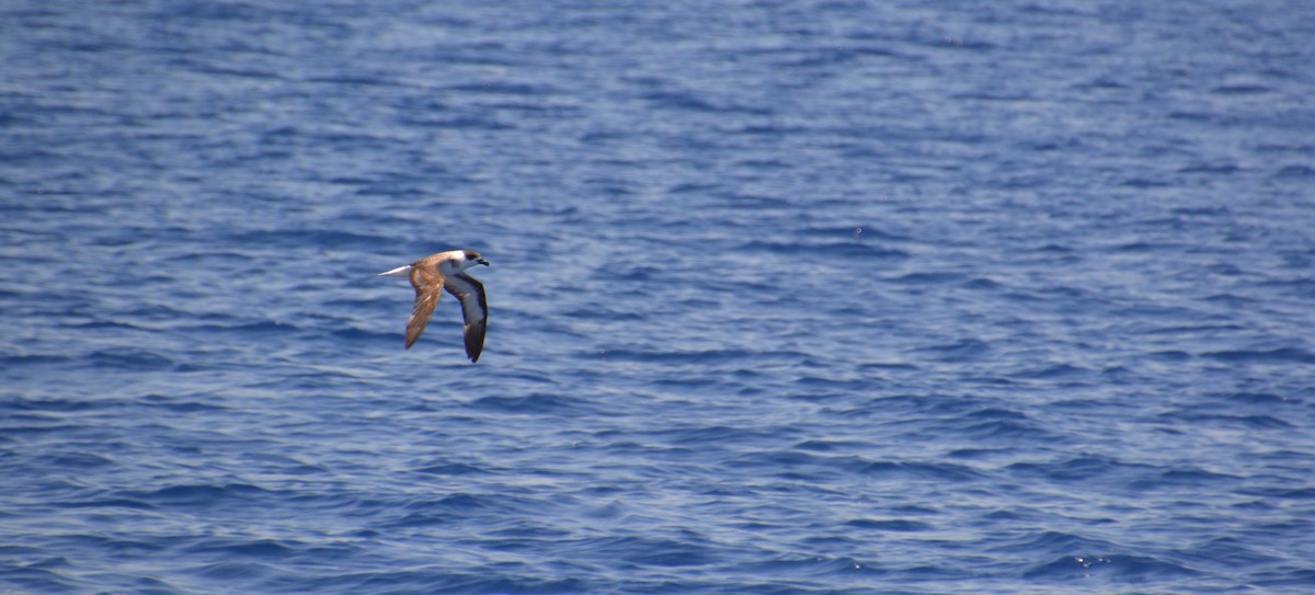 Black-capped Petrel - Nicholas Lechmanik