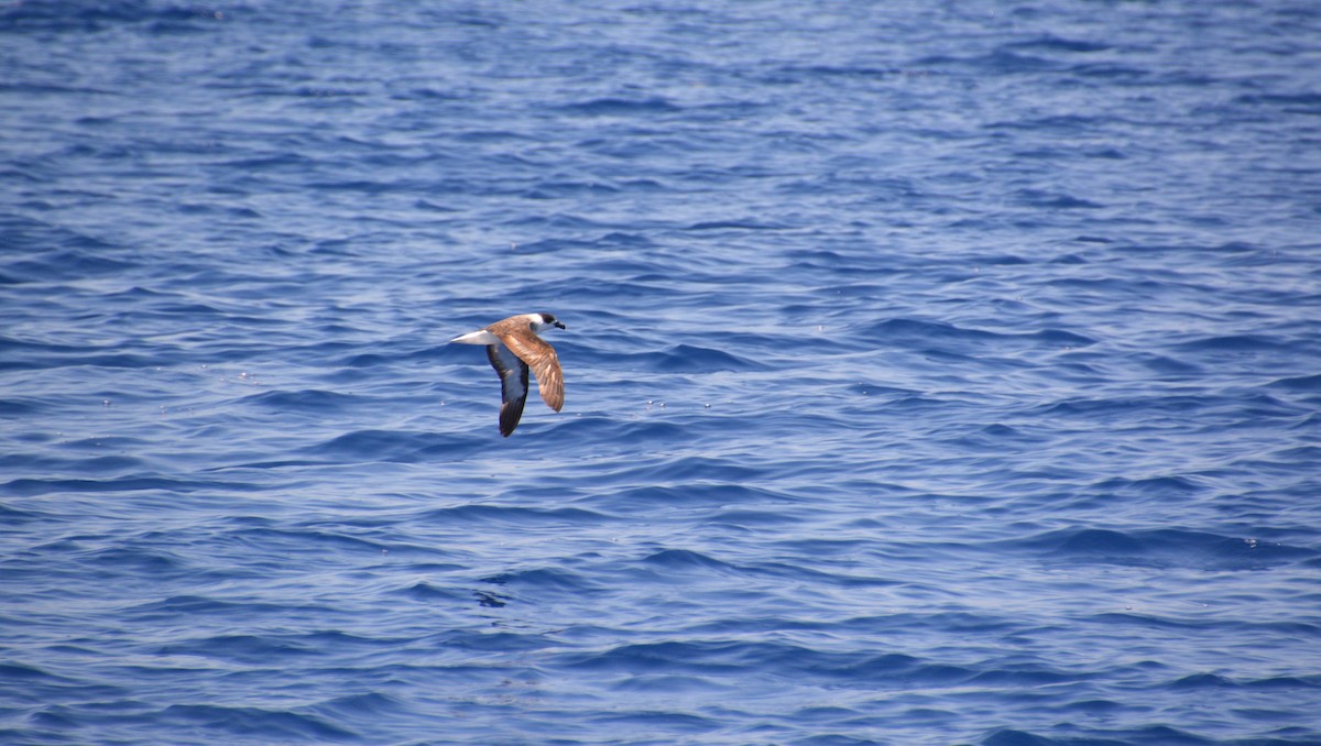 Black-capped Petrel - Nicholas Lechmanik