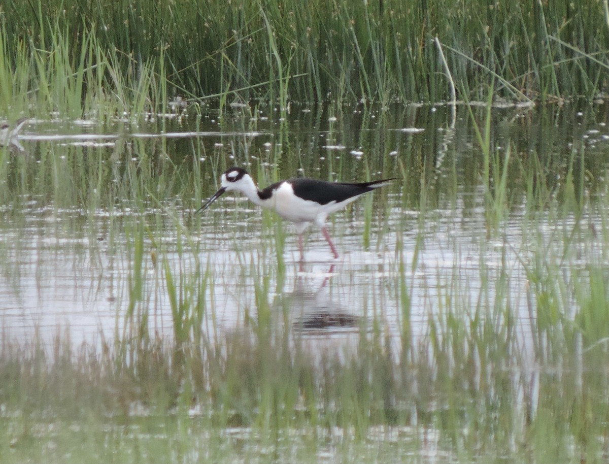 Black-necked Stilt - Sylvia Maulding