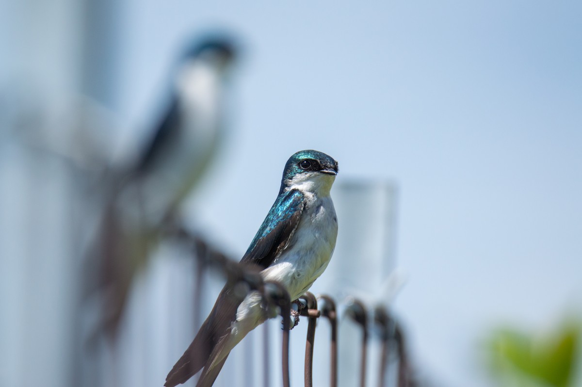 Golondrina Bicolor - ML619655981