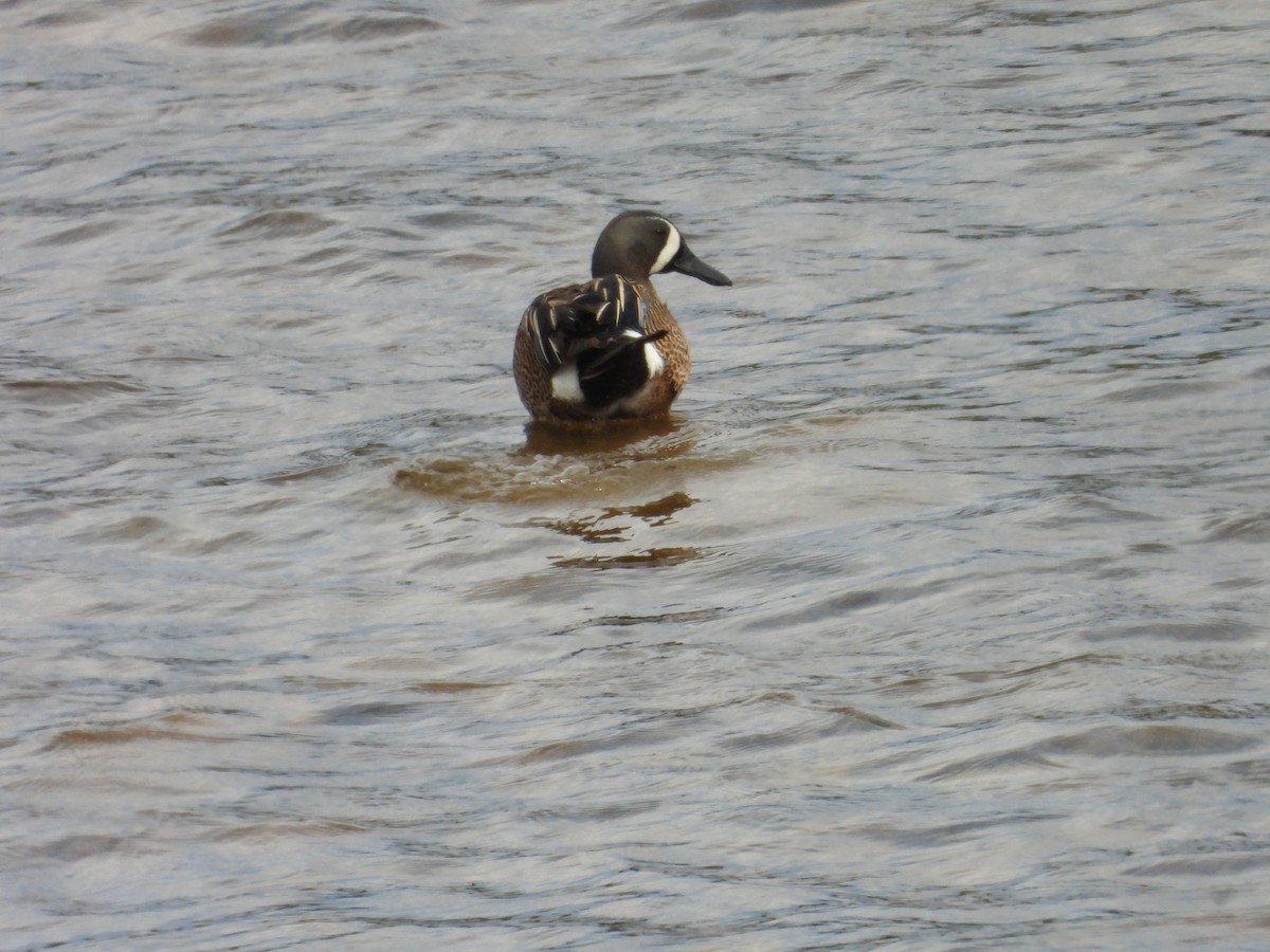 Blue-winged Teal - Vince Hiebert