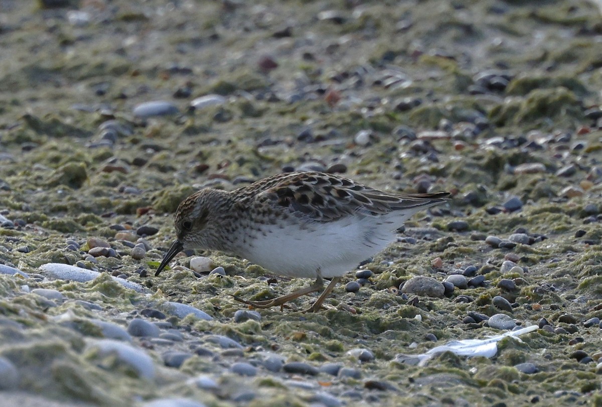 Least Sandpiper - Rob Crawford