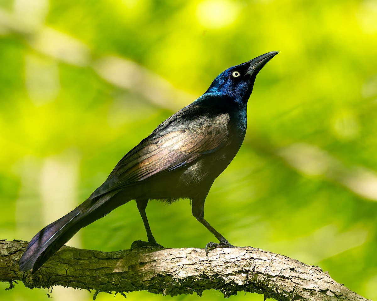 Common Grackle - Mark Sawyer