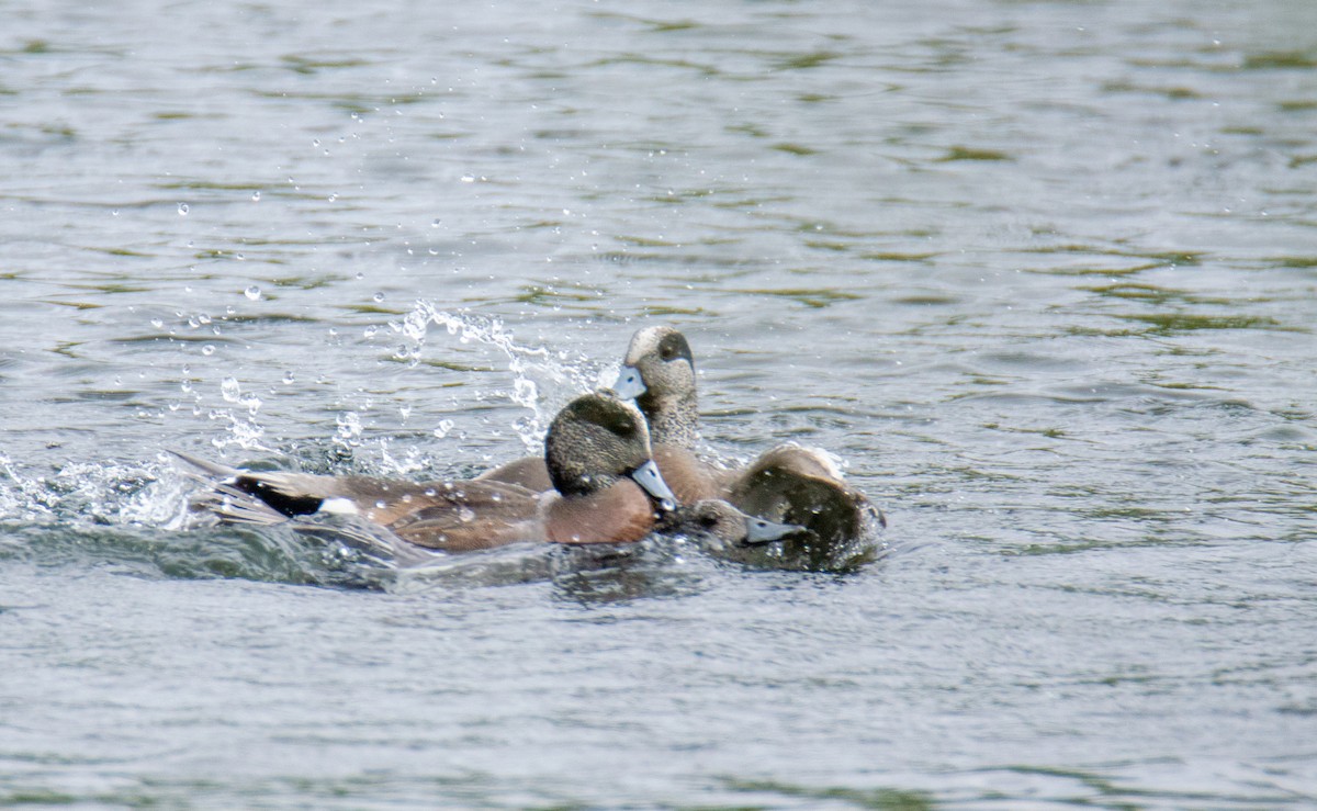 American Wigeon - Laurent Bédard