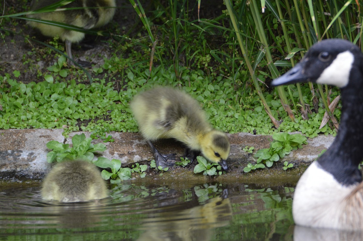 Canada Goose - Emma Castaneda