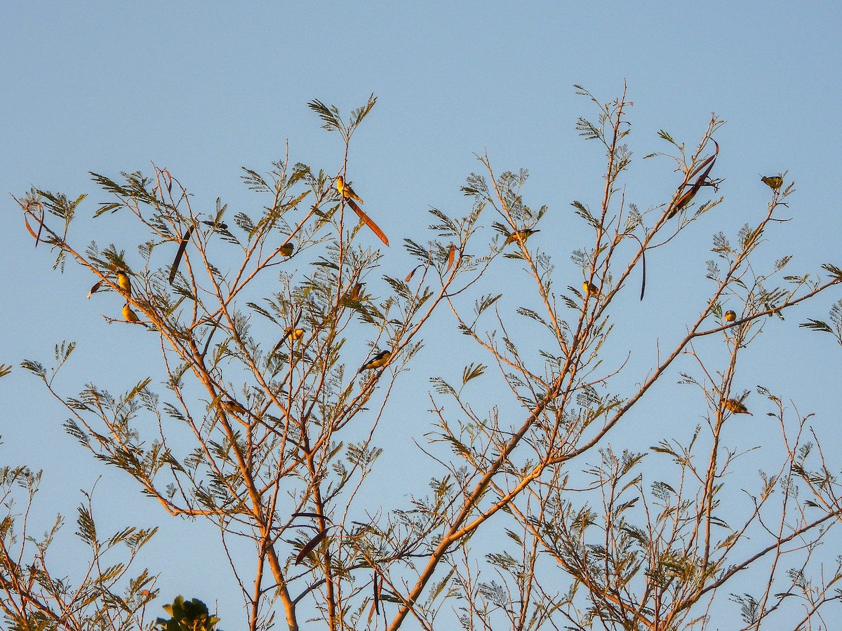 Lesser Goldfinch - Consuelo Hernandez Garcia