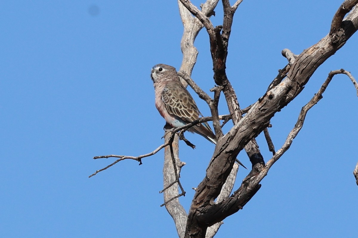 Bourke's Parrot - Chris Chapman