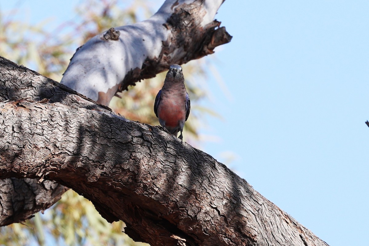 Bourke's Parrot - ML619656015