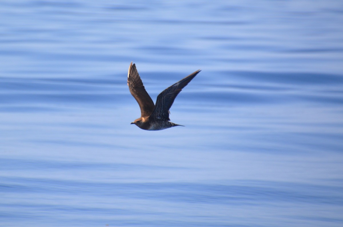 Long-tailed Jaeger - Nicholas Lechmanik