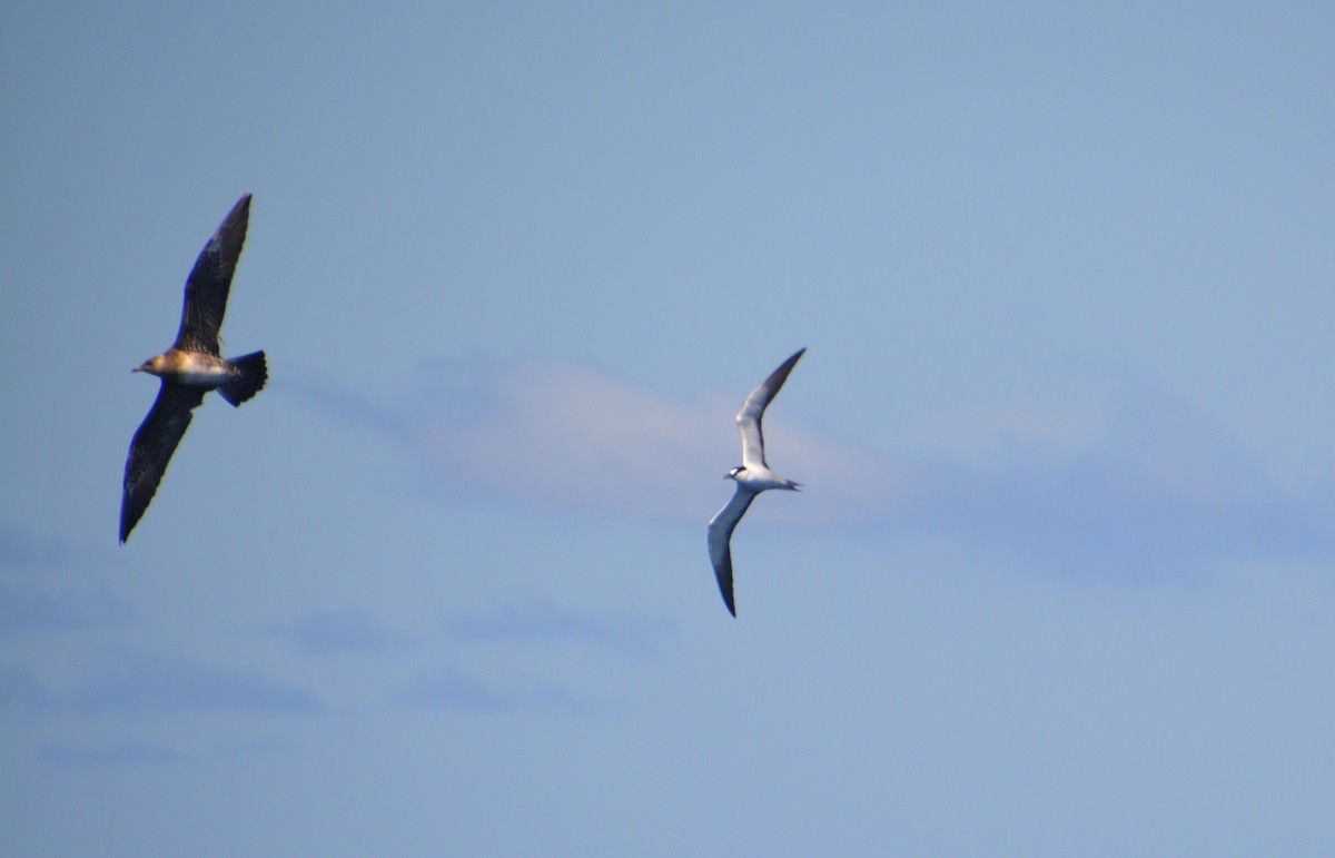 Long-tailed Jaeger - Nicholas Lechmanik