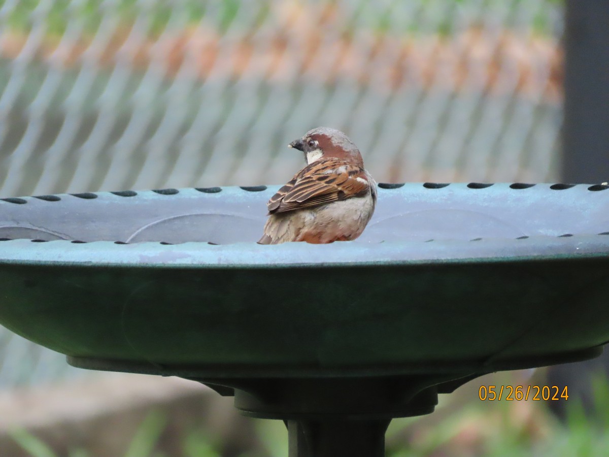 House Sparrow - Susan Leake