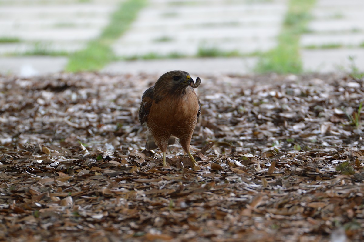 Red-shouldered Hawk - Emma Castaneda