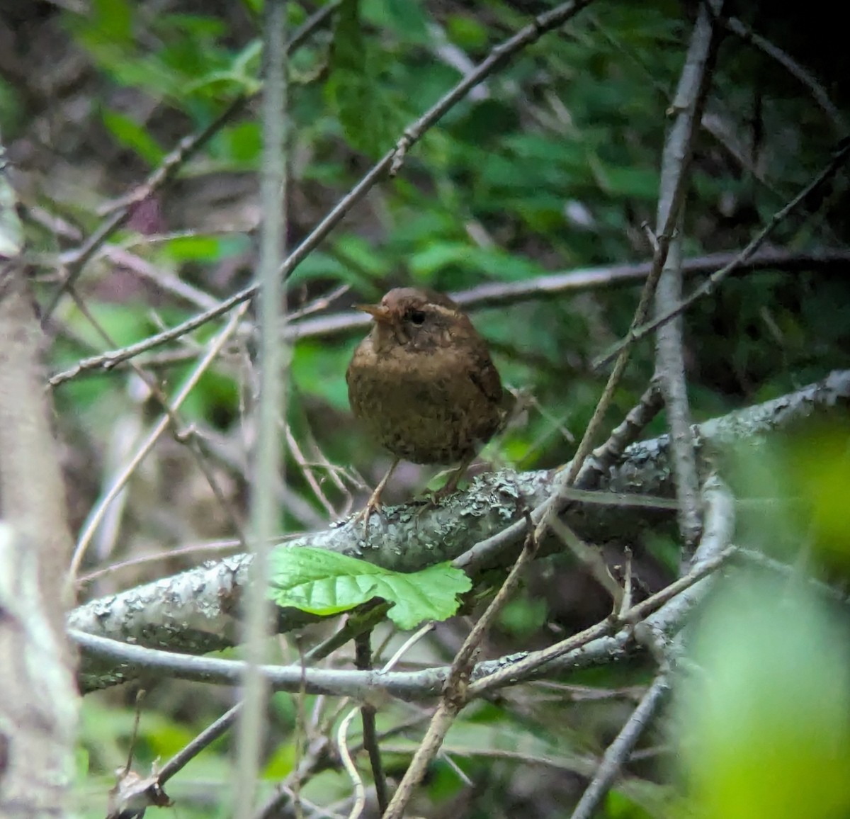 Pacific Wren - Jack N