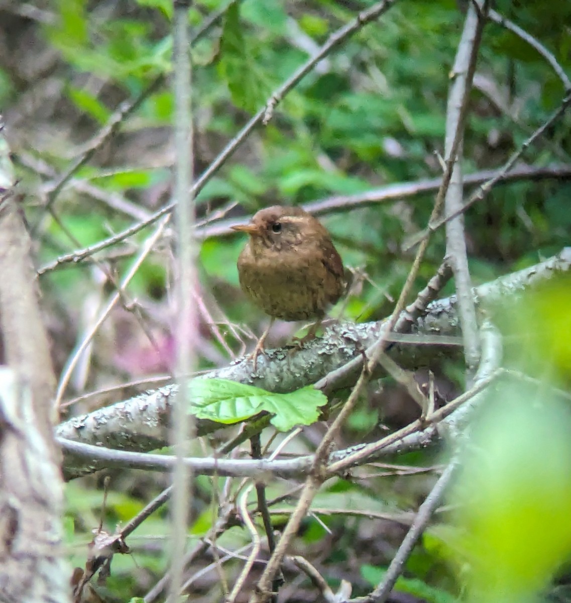 Pacific Wren - Jack N