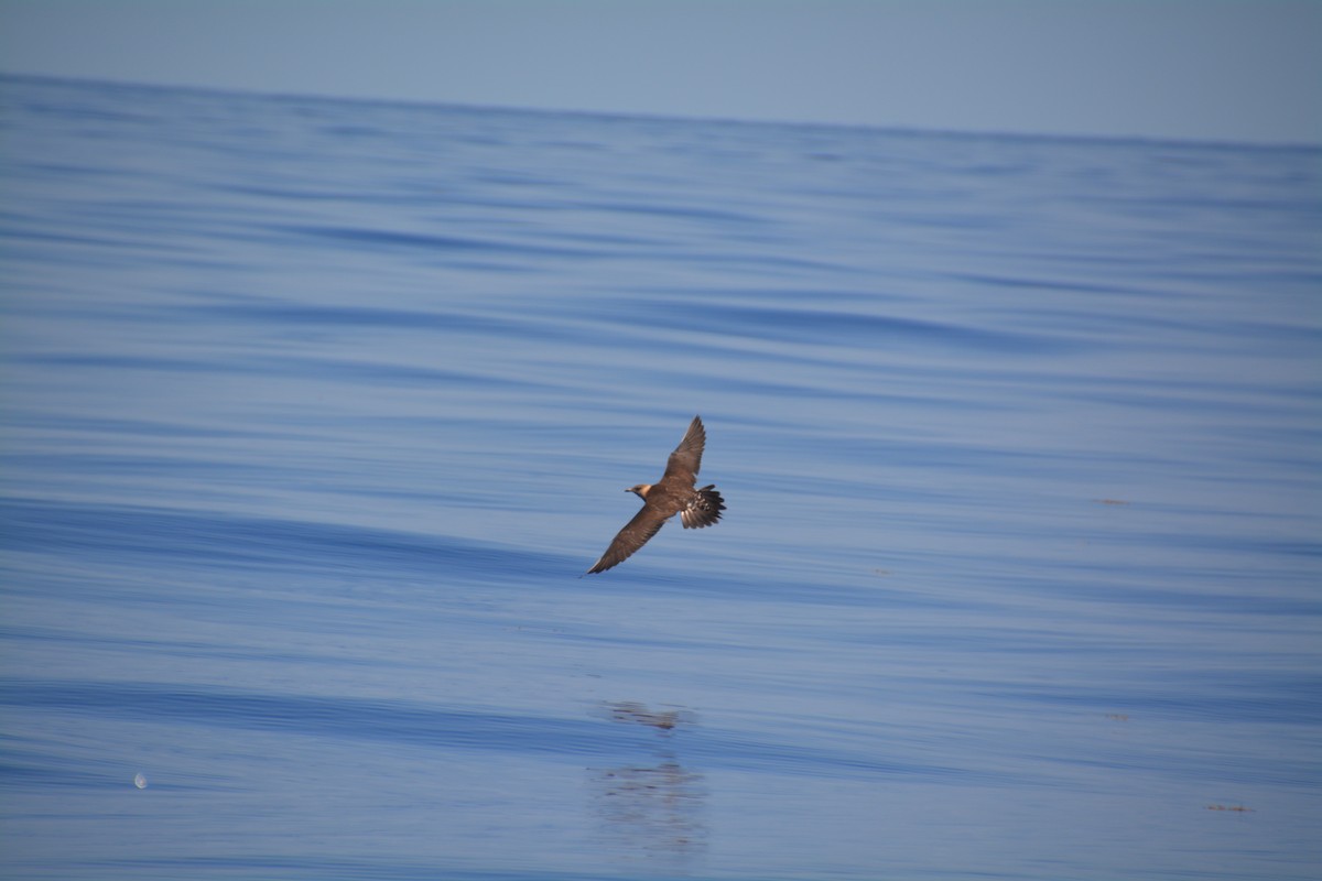 Long-tailed Jaeger - Nicholas Lechmanik