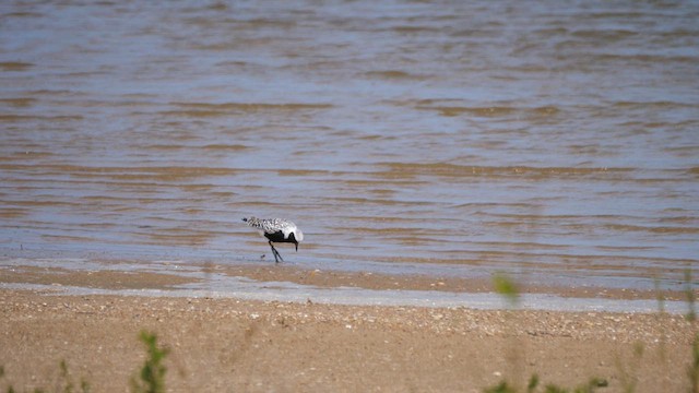 Black-bellied Plover - ML619656042