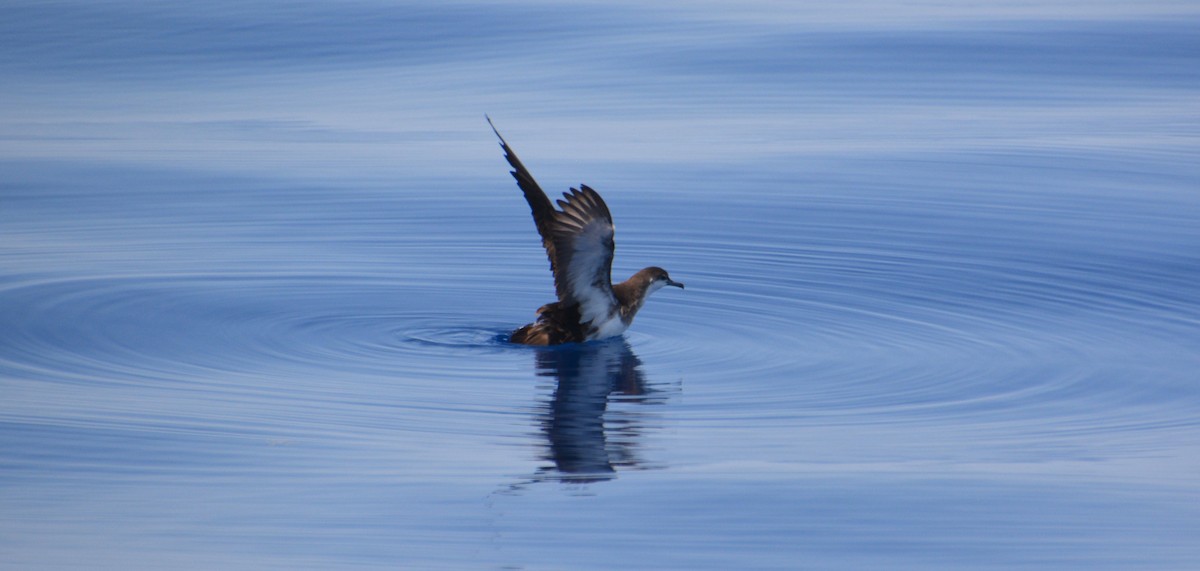 Audubon's Shearwater - Nicholas Lechmanik