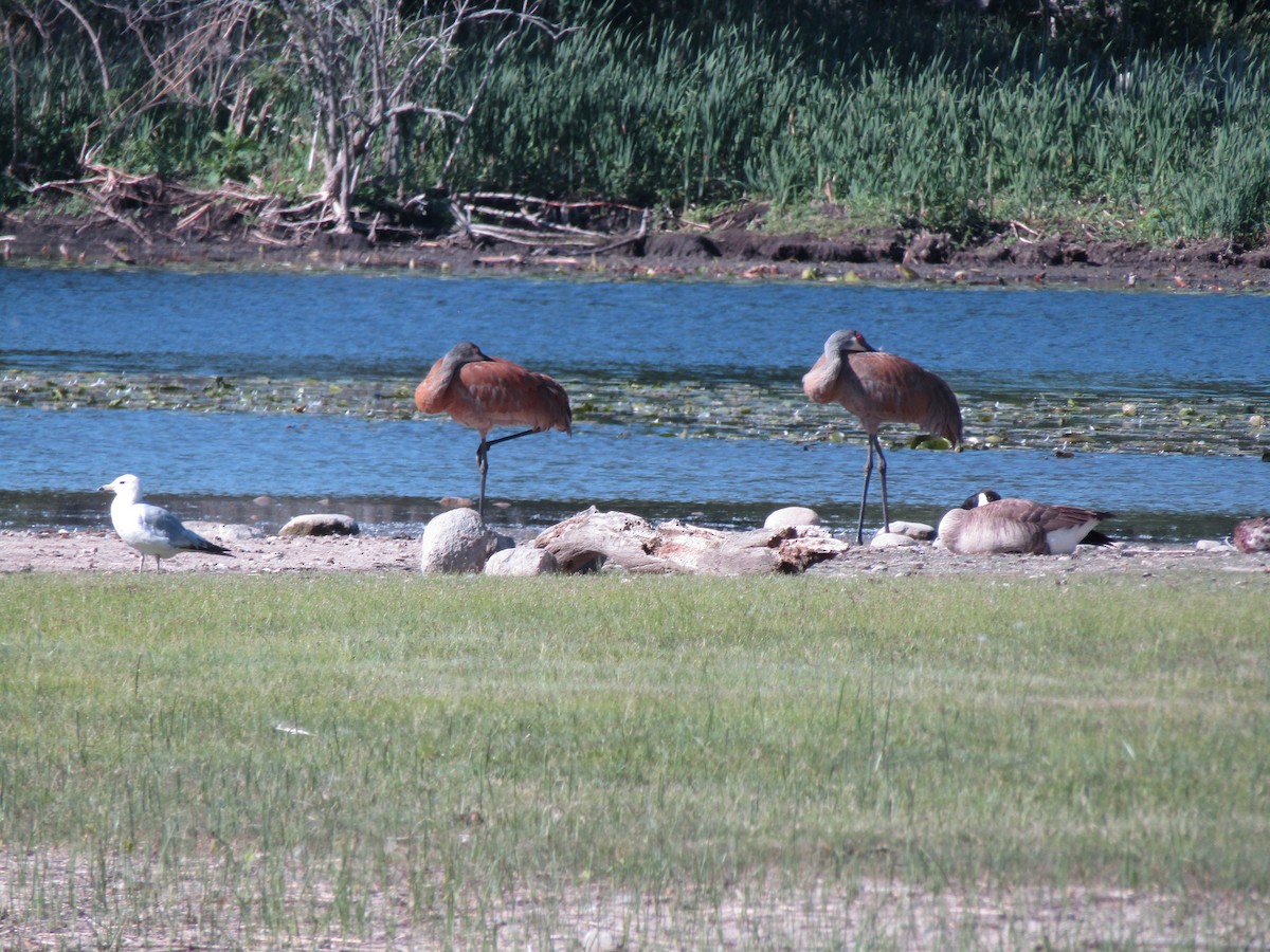 Sandhill Crane - David Hogg