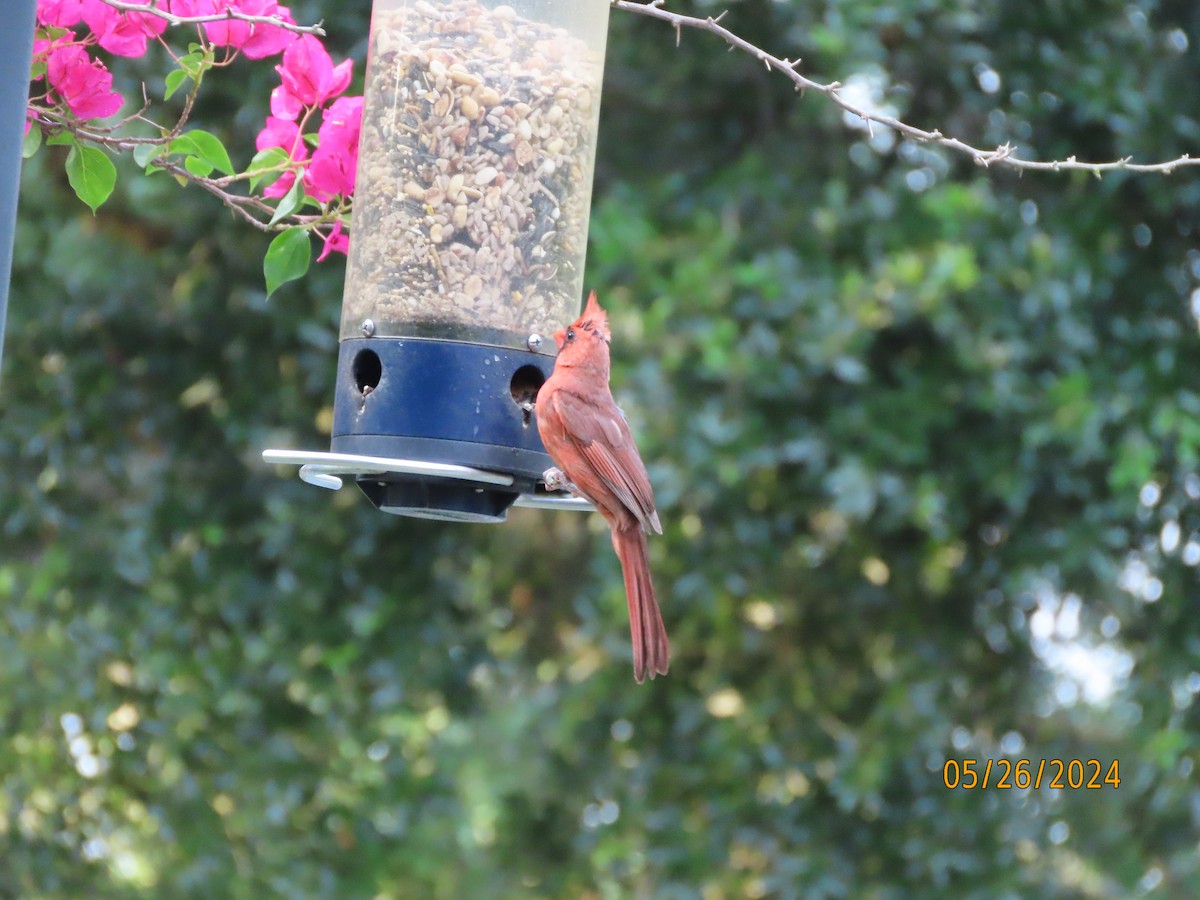 Northern Cardinal - Susan Leake