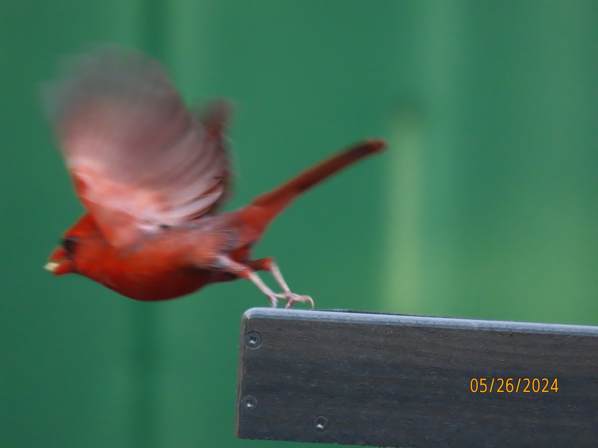 Northern Cardinal - Susan Leake