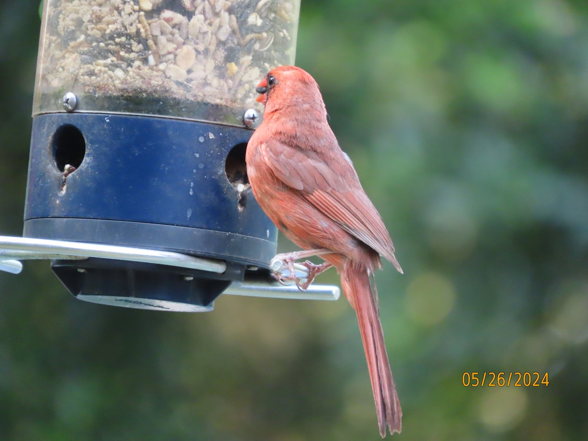 Northern Cardinal - Susan Leake