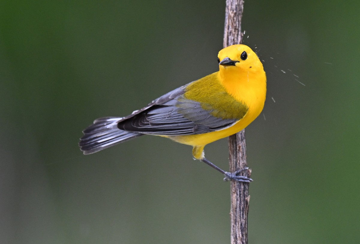 Prothonotary Warbler - Andy Reago &  Chrissy McClarren