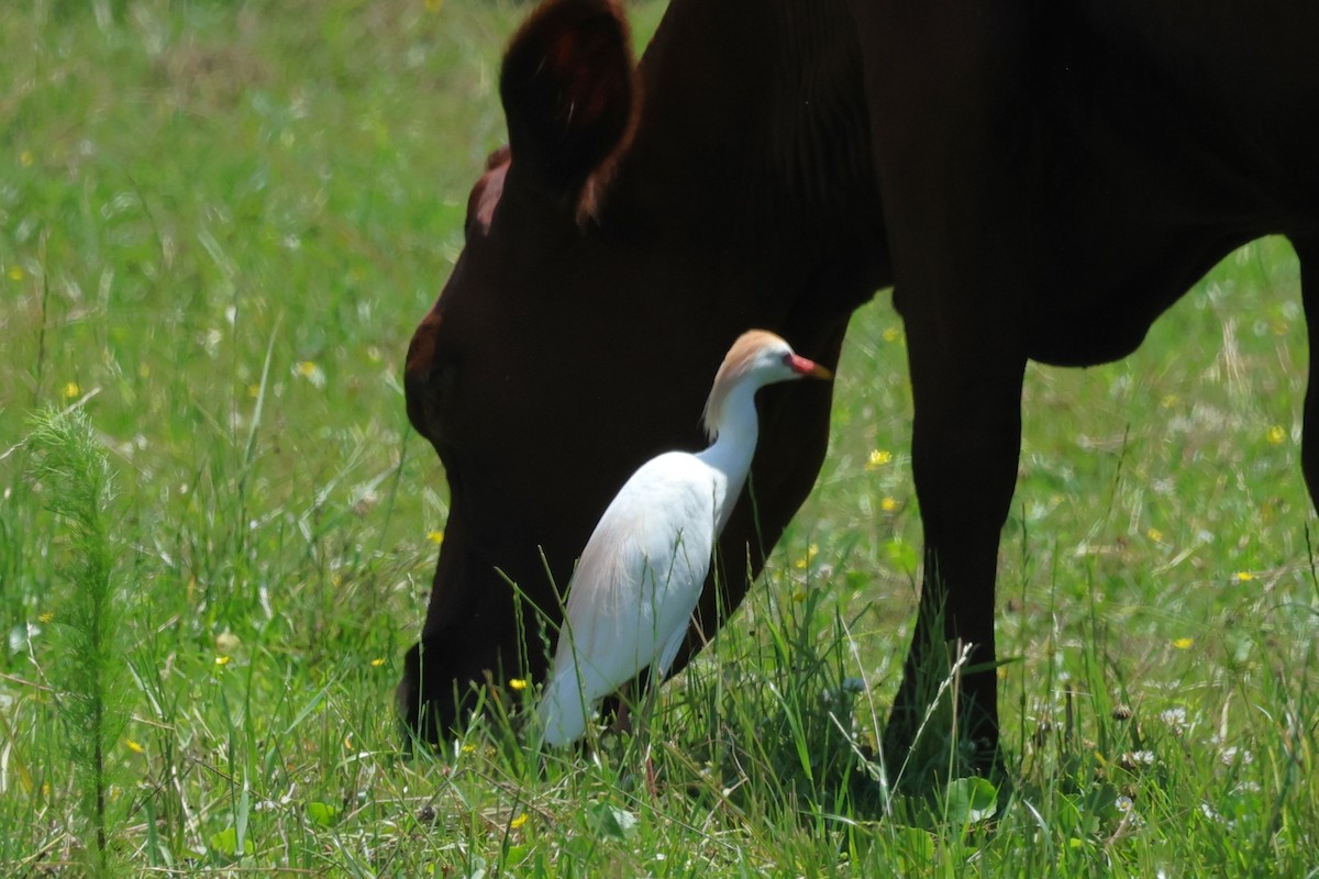 Western Cattle Egret - David Wilson