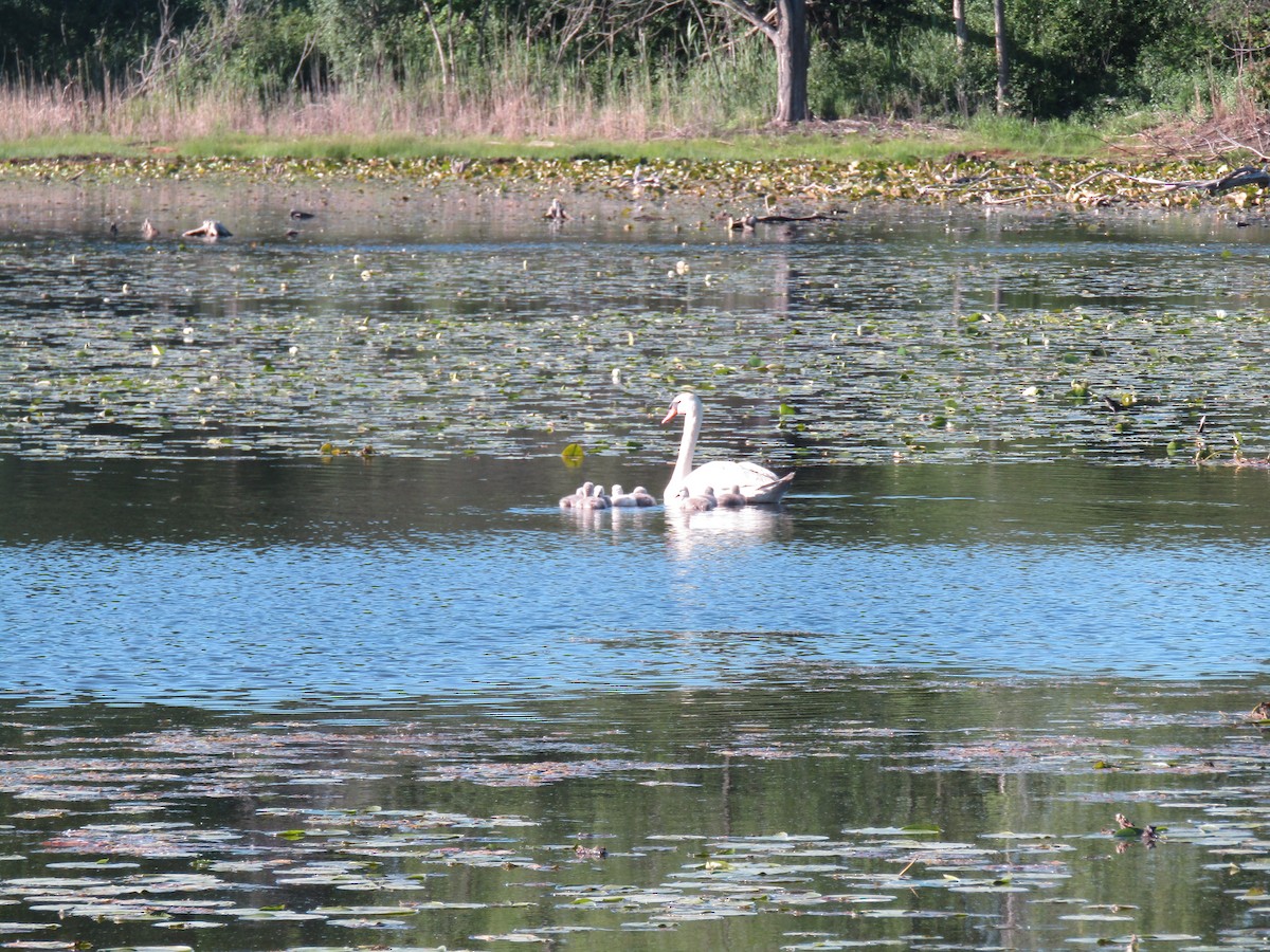 Mute Swan - David Hogg