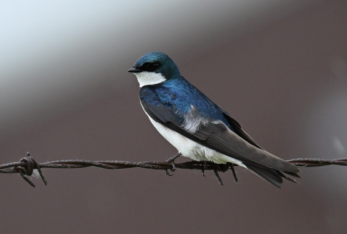 Tree Swallow - Andy Reago &  Chrissy McClarren